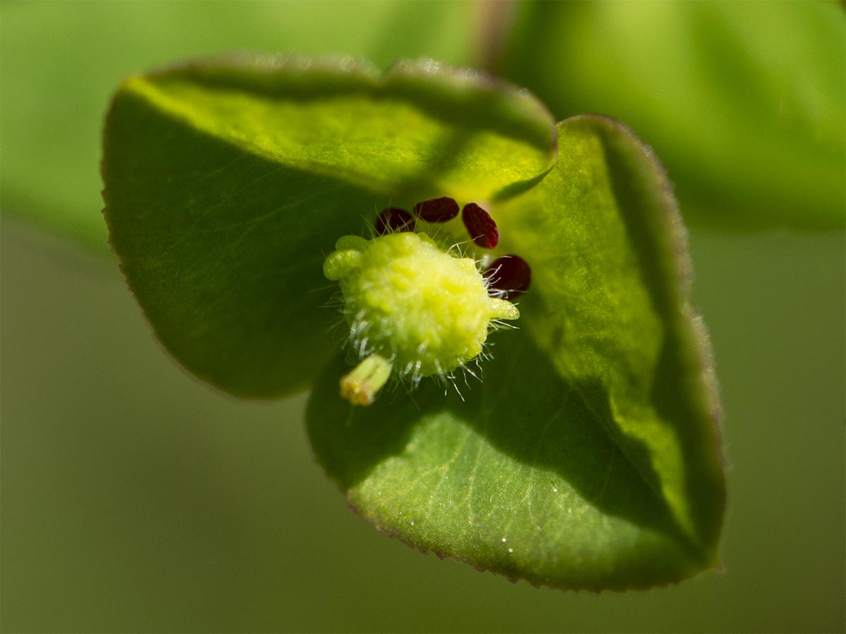 behaarte Frucht